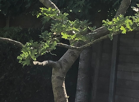 bomen met karakter
tuinonwerp in Oost-vlaanderen