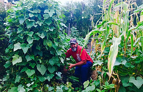 Limestone Permaculture - Brett harvesting cucumbers