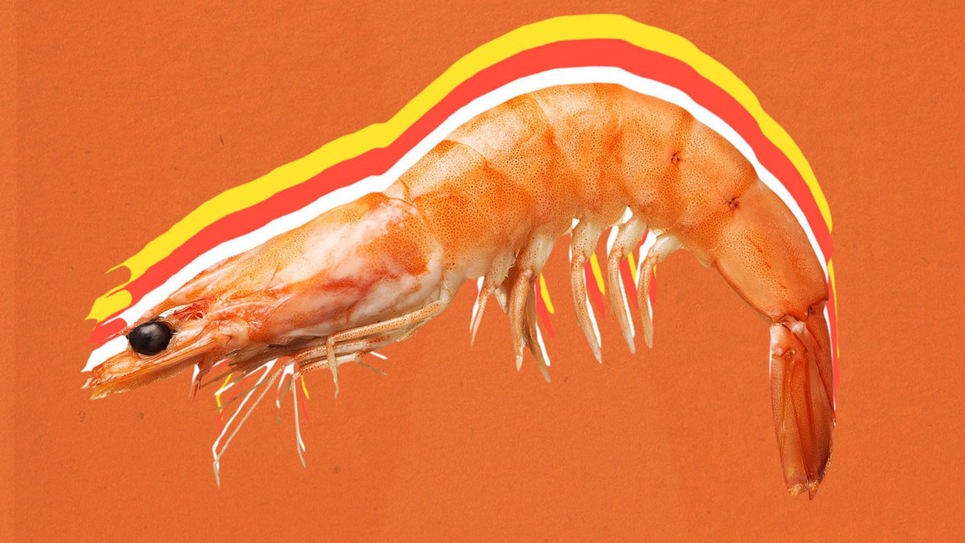 Shrimp