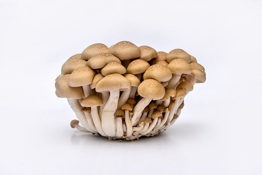 Brown Beech Mushroom