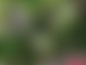 8月11日(土)お休みします