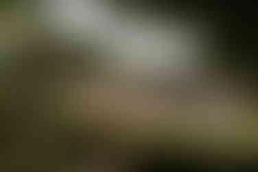 A wedding ceremony being held at The Crest Center and Pavilion shot through some trees.