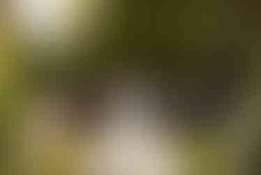 homewood wedding garden ceremony