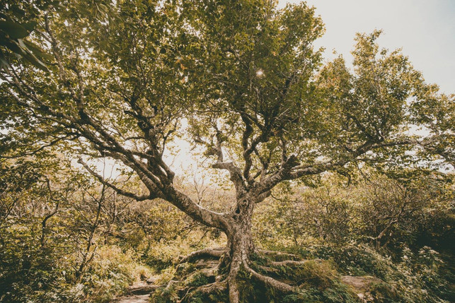 beautiful tree in the golden light 