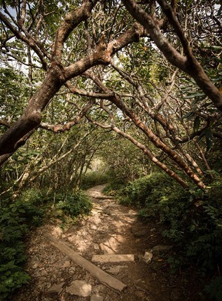 tree tunnel on craggy pinnacle trail 