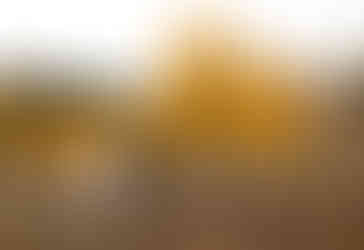 A bride and groom looking at each other intimately as they hold hands and walk across a field with yellow aspen trees in the background.