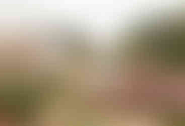 A man leads his fiance across a flower garden.