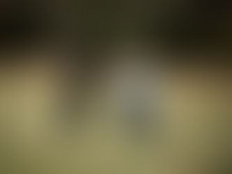 Biltmore Christmas Proposal: Enrico + Rachel