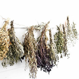 herbs-4481005_640.jpg