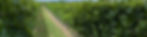 Eine Reihe grüner Reben, die an Spalierdraht im Weinbau wachsen