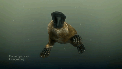 facts about Platypus