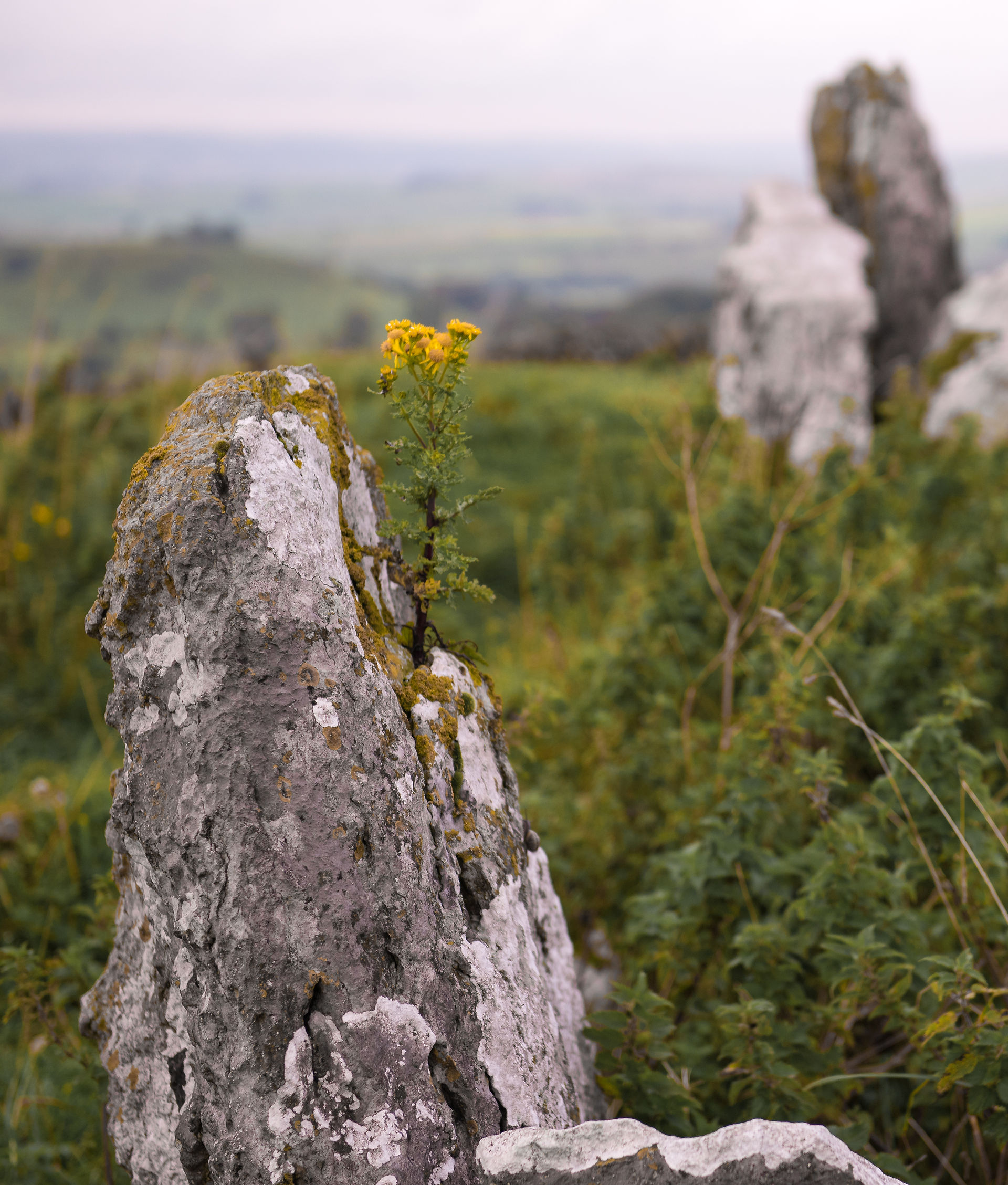 Rocky outcrop flowers