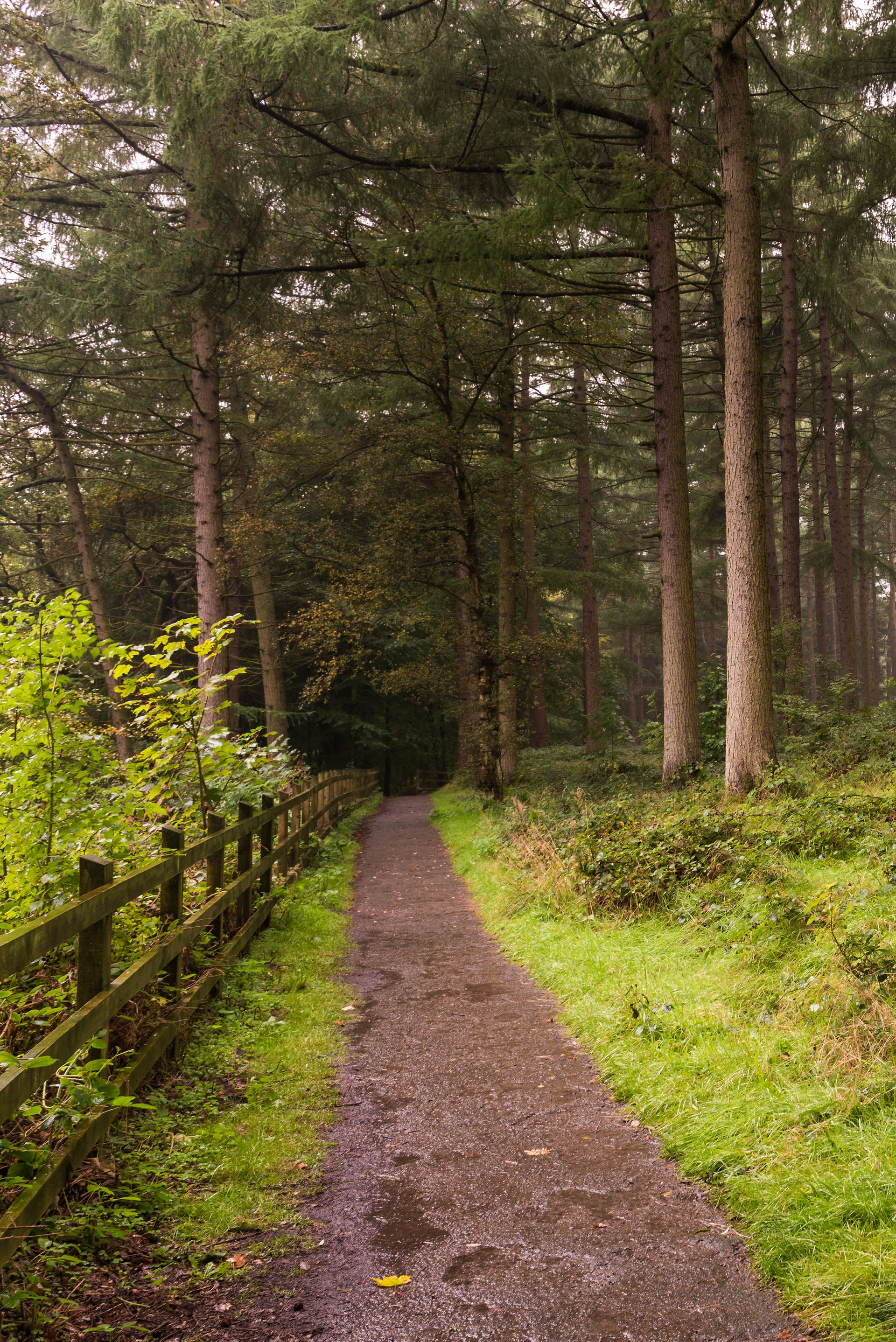 Derwent woodland scene 2