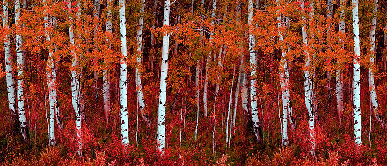 Aspen Trees in Autumn
