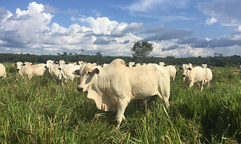 Faz. Região Norte do Mato Grosso.