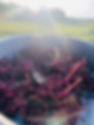 IMG_2109.jpeg