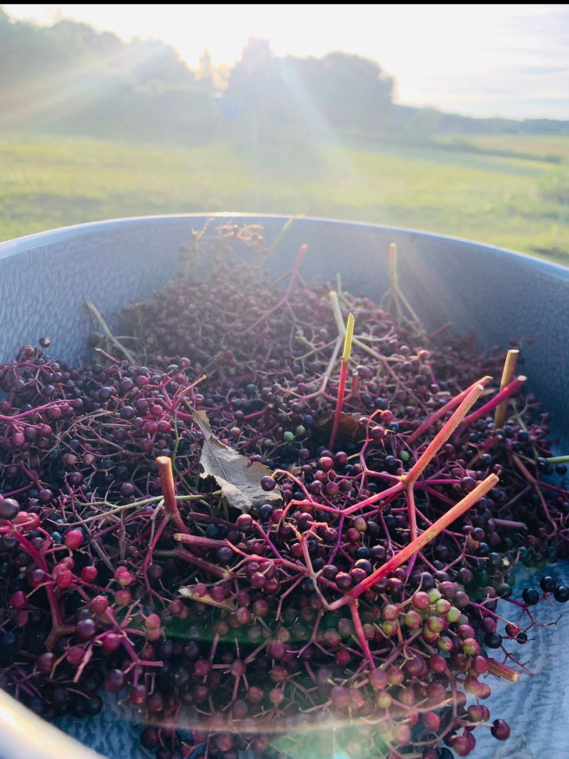 Thumbnail: Respiratory and cough relief elderberry syrup 