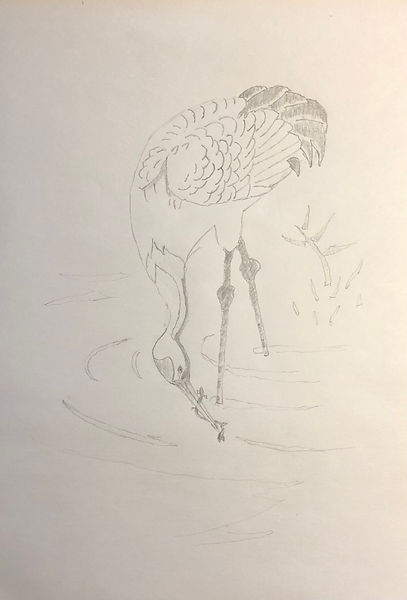 crane drawing.jpg