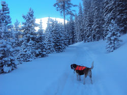 Tomicihi Lodge Dog Friendly