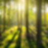 Bright wood.png