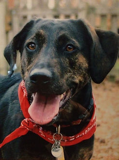 bobo ref photo.JPG
