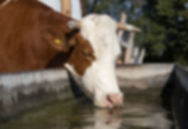 cattle trough.jpeg
