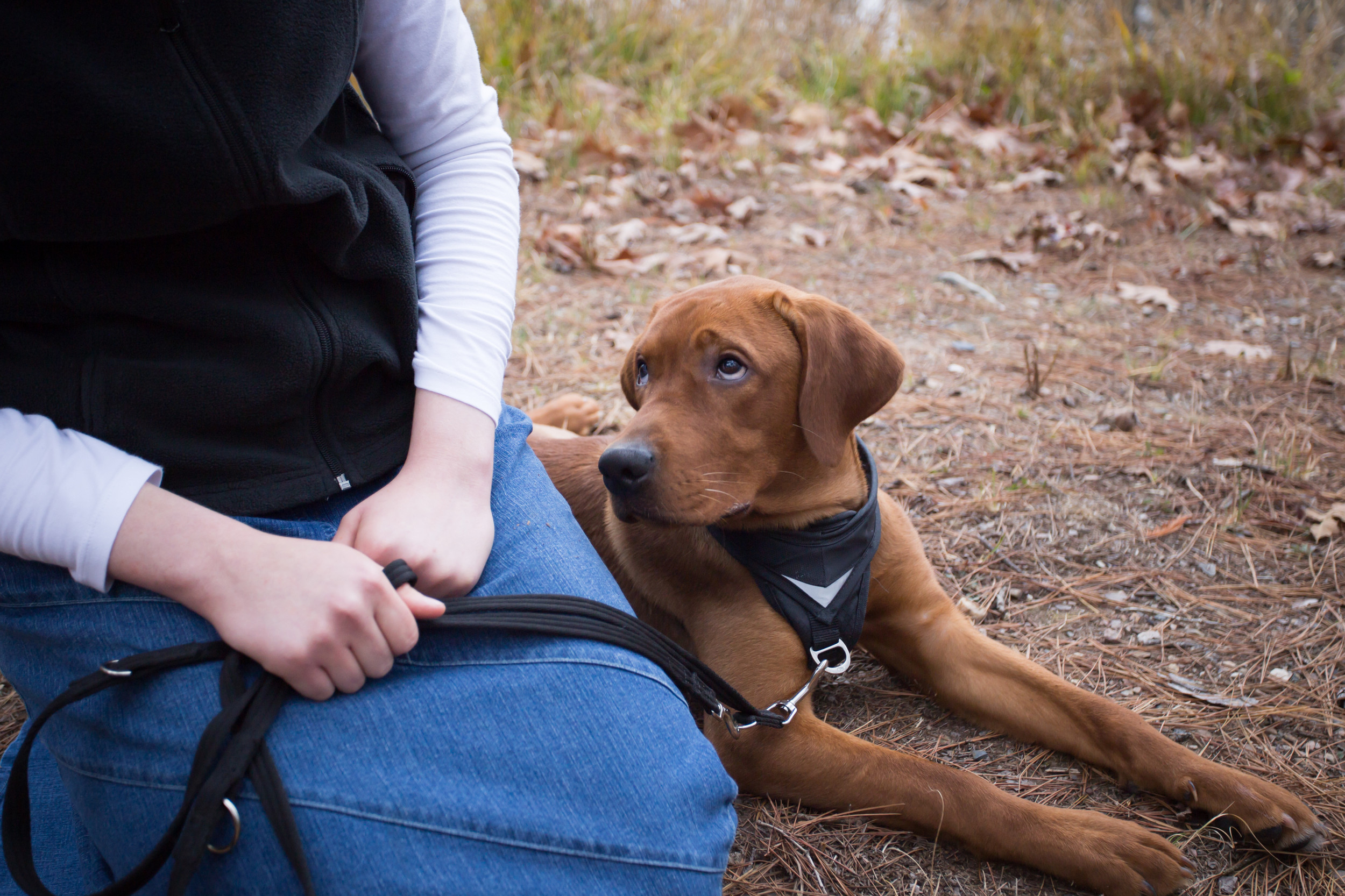 CoPaws Dog Training Cabot AR