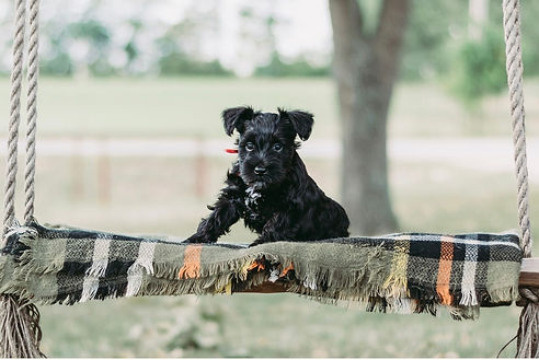 Black Miniature Schnauzer Puppy sitting on swing - Cedar Ridge Ranch Miniature Schnauzers