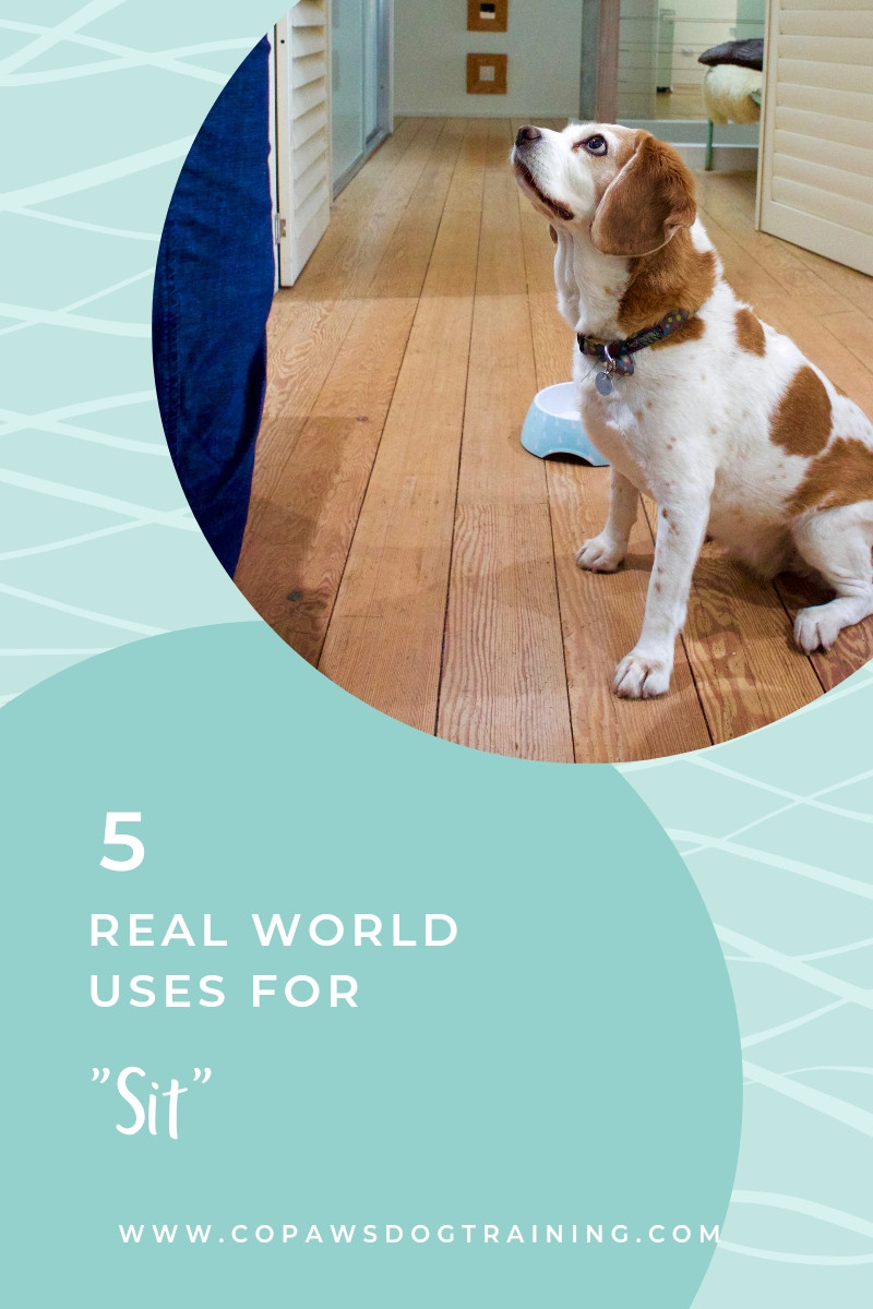 5 RealWorld Uses for the Sit Cue CoPaws Dog Training Cabot, Arkansas