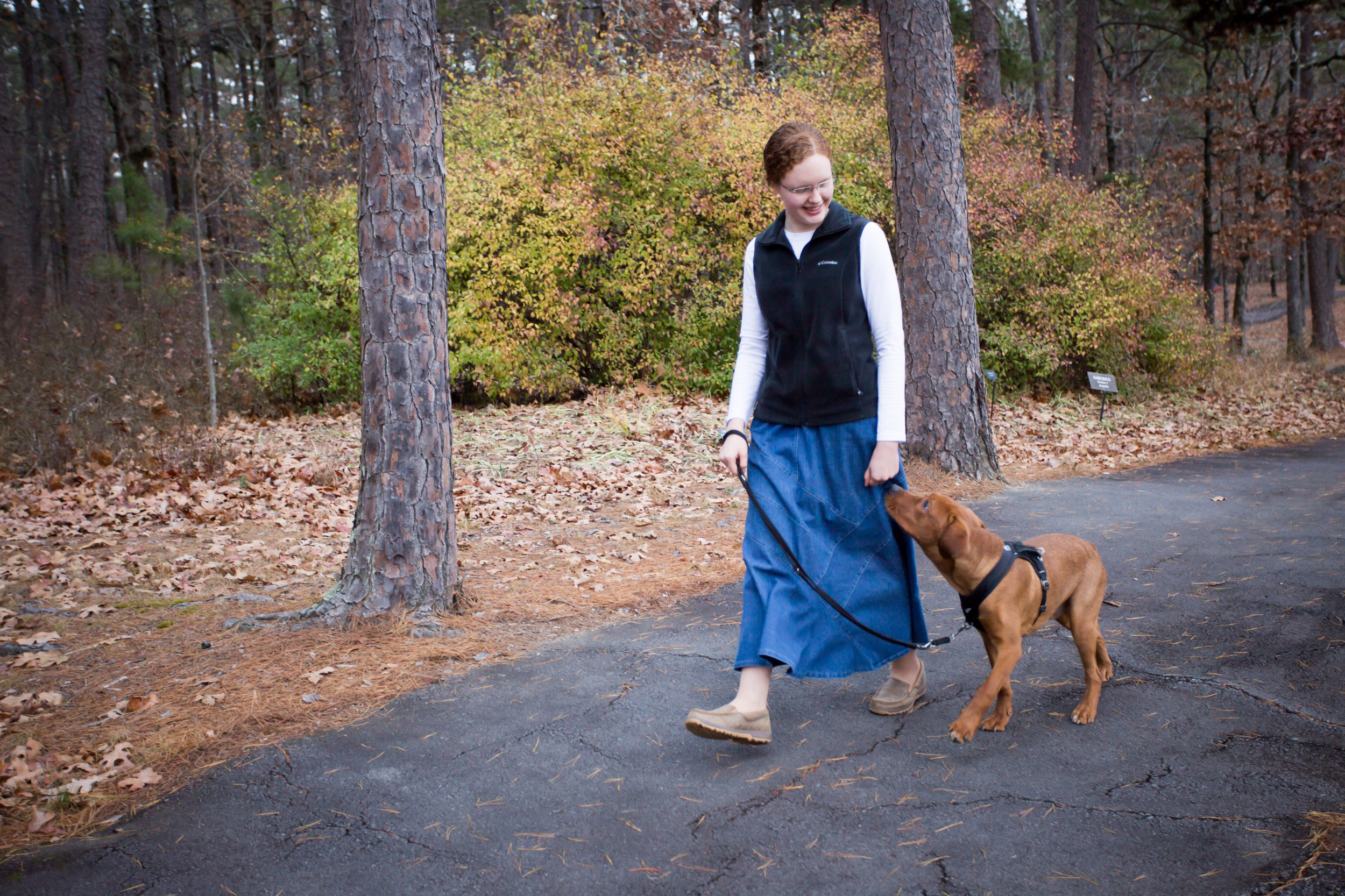 Services CoPaws Dog Training Cabot AR