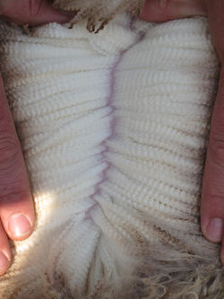 Trumps Wool