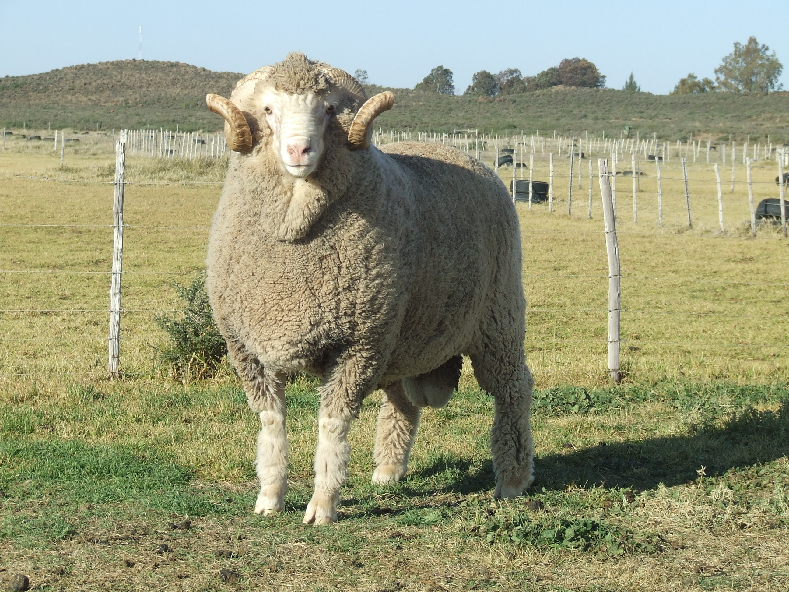 Trumps Merino South Africa