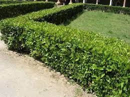 Miniatura: GIARDINAGGIO & MANUTENZIONE DEL VERDE