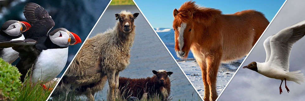 בעלי חיים באיסלנד