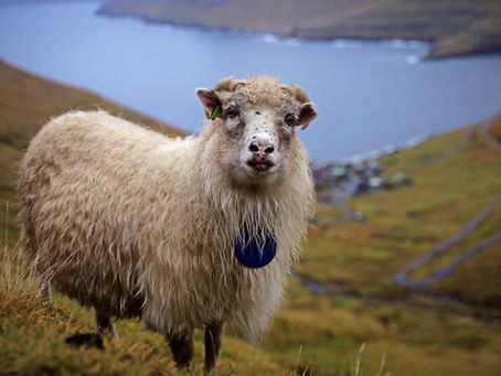 איי פארו | חלק 2 | מסלול טיול