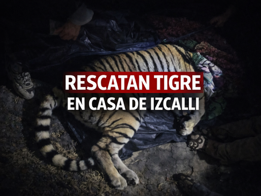 Rescatan a tigre en Cuautitlán Izcalli; será trasladado a unidad especializada en Puebla