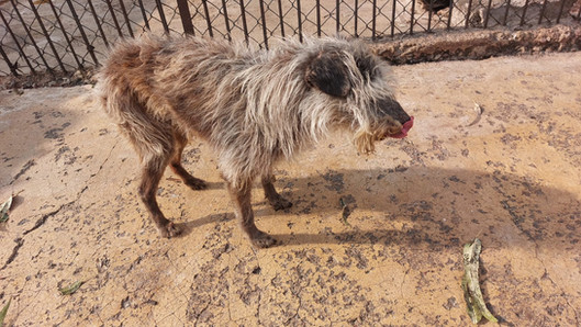 Gobierno CDMX rescata 936 animales en Cuajimalpa tras confirmarse maltrato en refugio