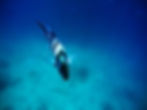 lone-fish-in-the-sea-2021-07-31-04-53-52-utc-min.jpg