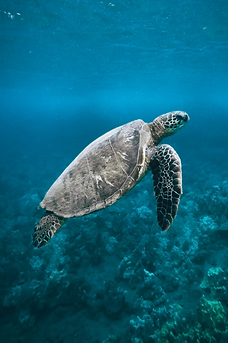 Bild Schildkröte