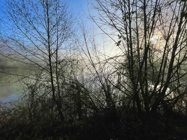Through the trees