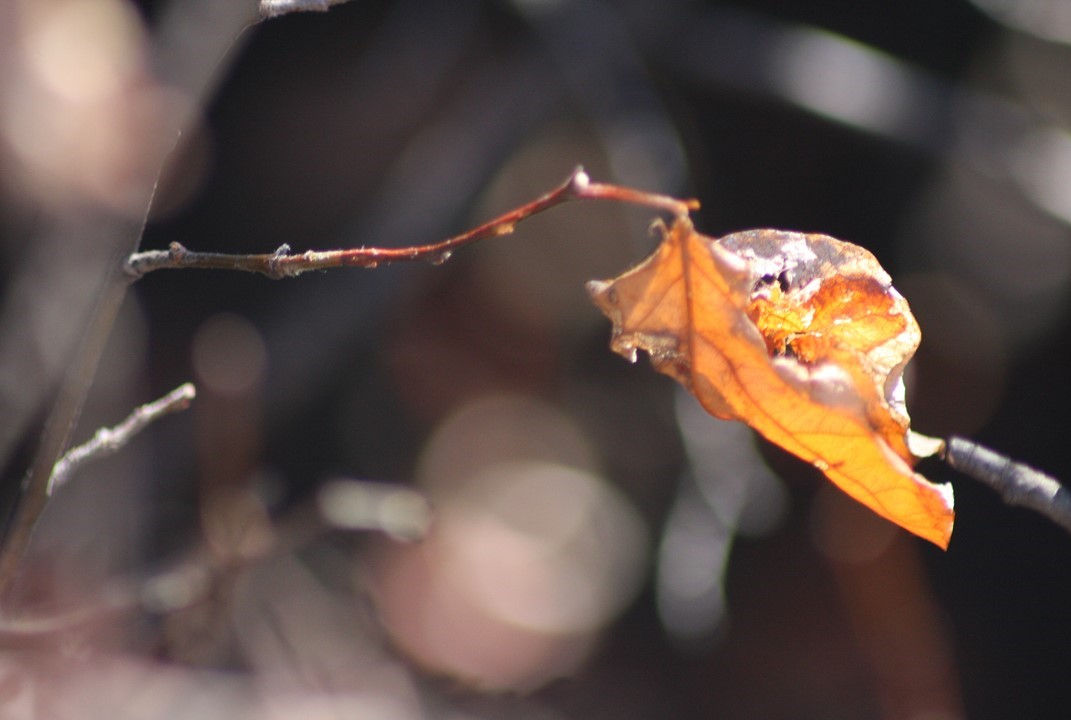 Autumn Leaf (2)