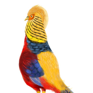 Golden Pheasant