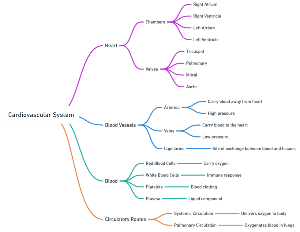 Cardiovascular System Components Of The Cardiovascular System Cardiovascular System Components Of The Cardiovascular System