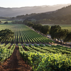 나파를 세계 무대로 올린 한 병의 와인
