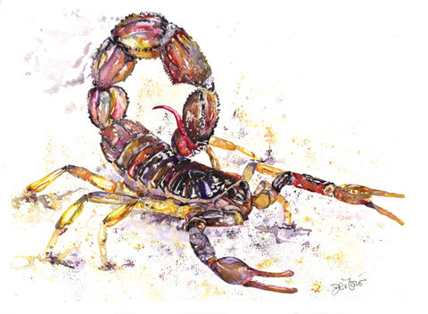 Watercolour painting of a scorpion with a curved tail and detailed pincers. Earthy bronze tones with splashes of magenta convey realism and motion.
