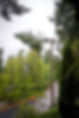 EverSafe Trees | Exceptional Service