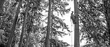 eversafe-tree-prep