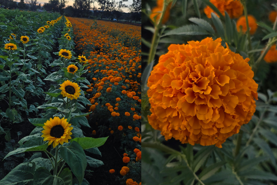 Campo de girasoles y flores de cempasúchil en Michoacán, México, fotografiado el 1 de noviembre de 2025; el cempasúchil es la flor que guía tradicionalmente a las almas durante el Día de Muertos