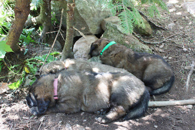 The best spots are in the trees.