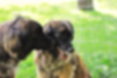 IMG_0120.jpeg